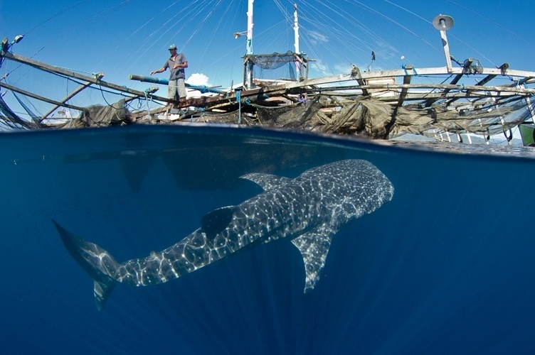 "A Vida em Nossos Mares" (editora Avis Brasilis, R$ 96, 288 páginas) é o primeiro livro de fotos do biólogo João Paulo Krajewski. Ele também é conhecido por sua participação no programa do Faustão, como produtor e apresentador do quadro "Domingão Aventura". O livro traz 240 imagens que mostram a variedade de seres vivos presentes nos mares de dez países (21/11/12) - Divulgação