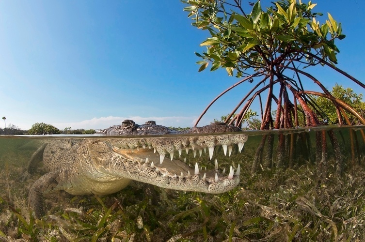 "A Vida em Nossos Mares" (editora Avis Brasilis, R$ 96, 288 páginas) é o primeiro livro de fotos do biólogo João Paulo Krajewski. Ele também é conhecido por sua participação no programa do Faustão, como produtor e apresentador do quadro "Domingão Aventura". O livro traz 240 imagens que mostram a variedade de seres vivos presentes nos mares de dez países (21/11/12) - Divulgação