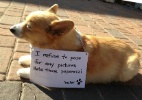 Expor travessuras de bichos na web pode prejudicá-los, dizem especialistas - Arte UOL/Dog Shaming