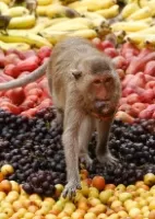 Macacos que comem, templo em tailândia.