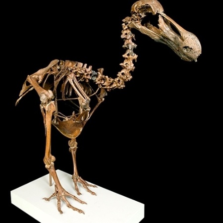 Esqueleto de ave dodô, construído com ossos de mil anos de idade - Divulgação Natural History Museum of London