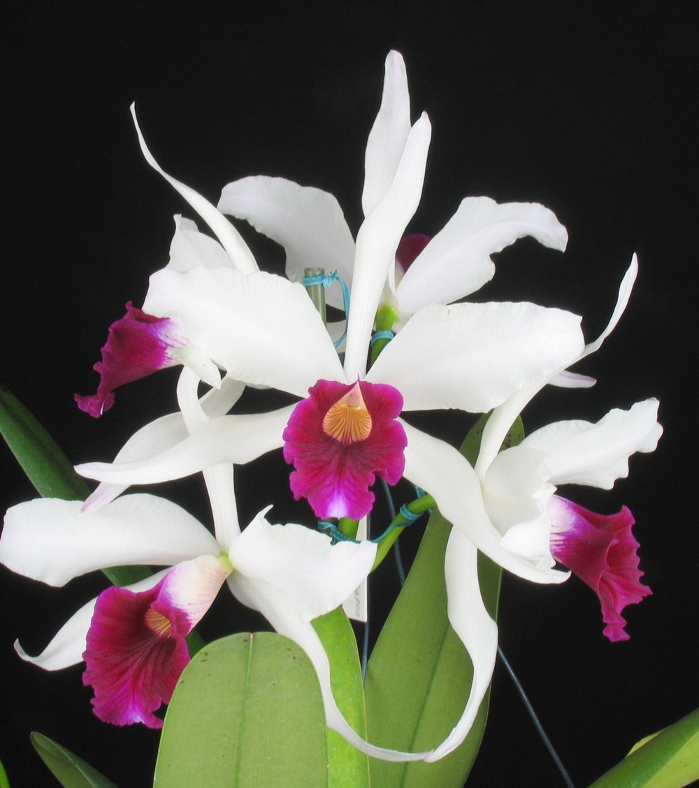 Laelia purpurata cindarosa - AOSP/ Divulgação