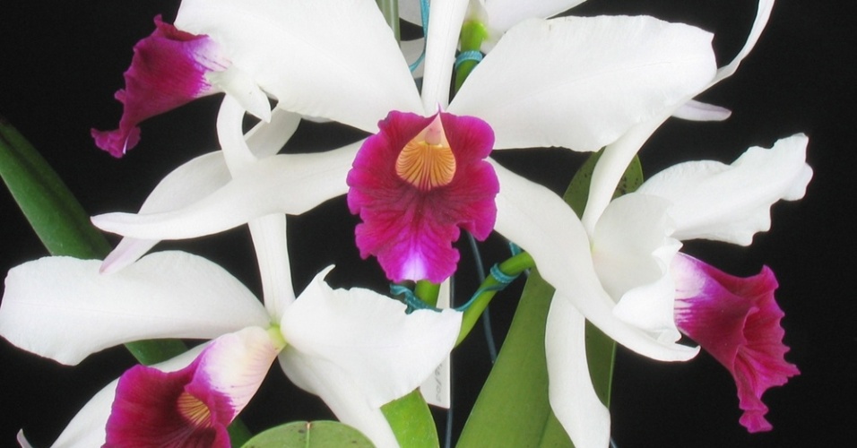 Laelia purpurata cindarosa - AOSP/ Divulgação
