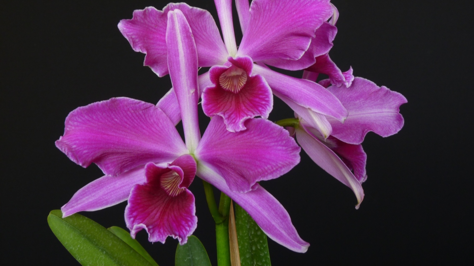 Brasilaelia purpurata flamea - AOSP/ Divulgação