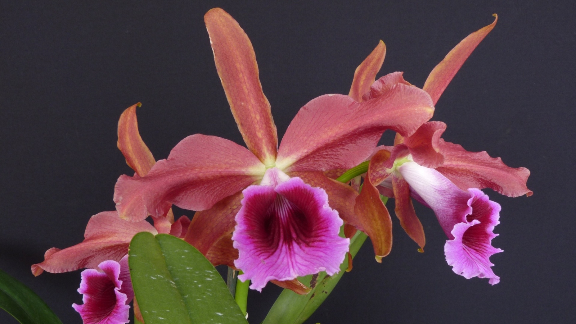 Brasilaelia tenebrosa - AOSP/ Divulgação