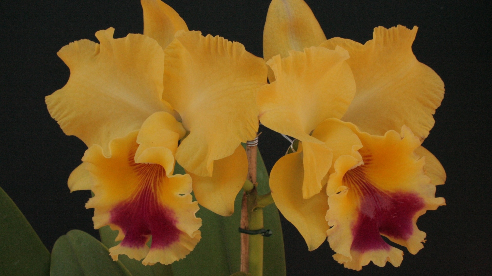 Brassolaeliocattleya Nobile's Golden Dunes - AOSP/ Divulgação