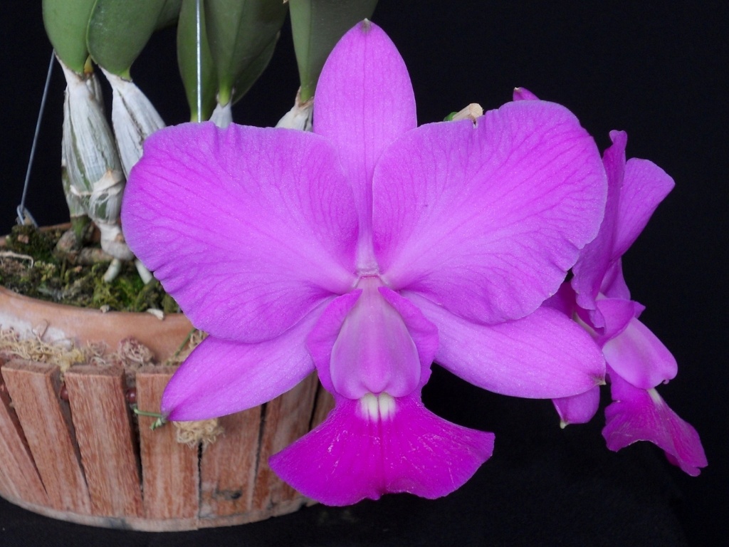 Cattleya walkeriana tipo - AOSP/ Divulgação