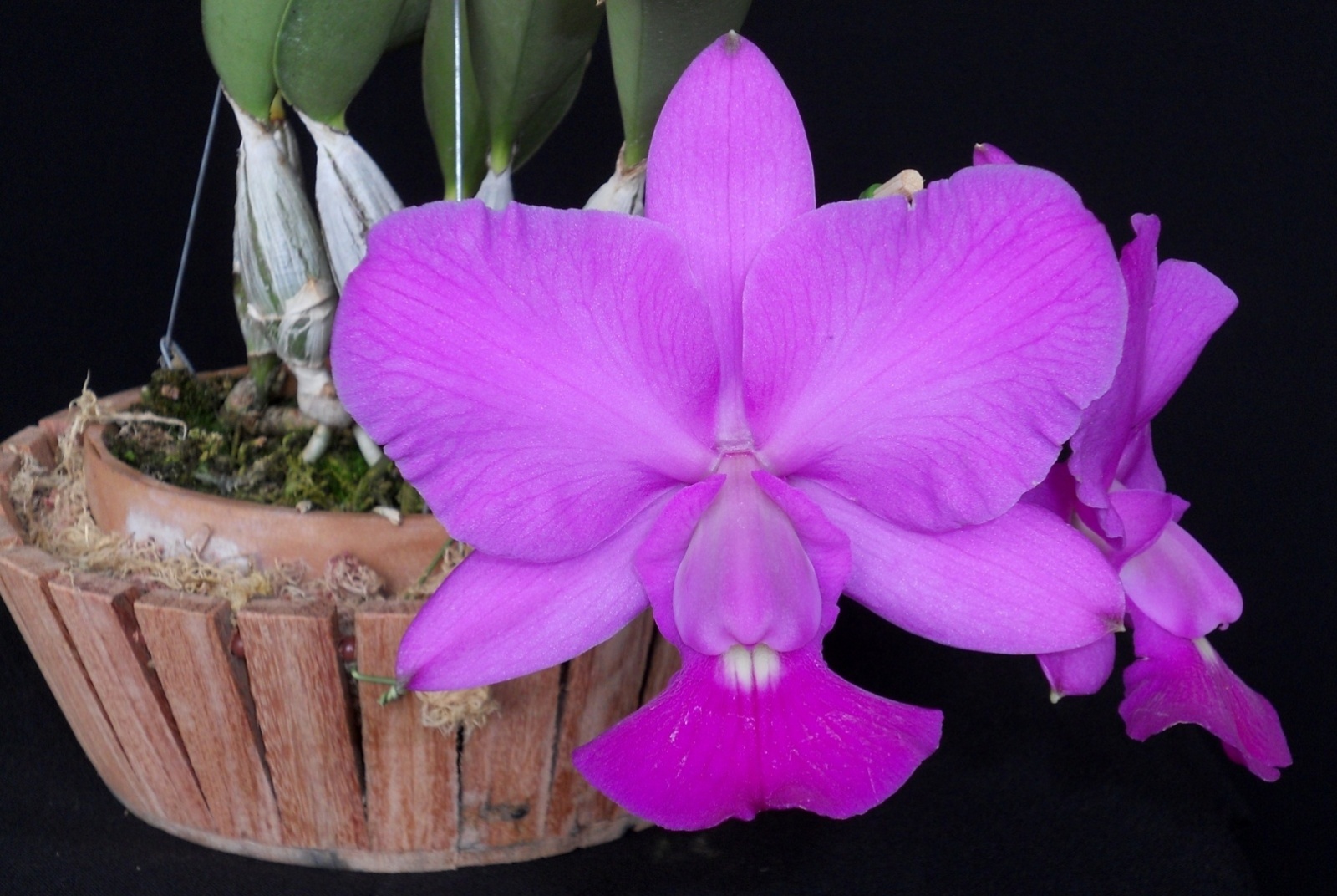 Cattleya walkeriana tipo - AOSP/ Divulgação