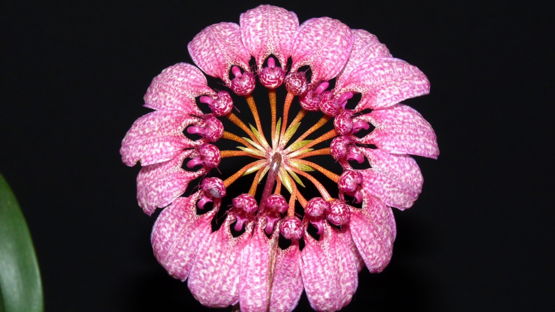 Cirrhopetallum eberhardtii - AOSP/ Divulgação