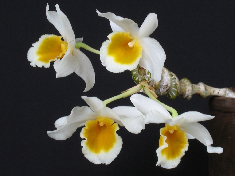 Dendrobium thyrsiflorum - AOSP/ Divulgação