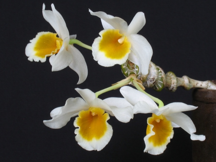 Dendrobium thyrsiflorum - AOSP/ Divulgação