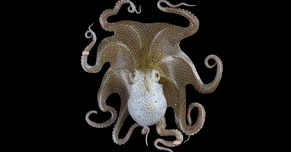 Esses modelos Blaschka - que totalizam 187 e serão expostos de forma rotativa na galeria - são considerados incríveis estudos de anatomia, mas com "um toque de obra de arte", diz o museu. As técnicas da família Blaschka não foram passadas adiante, o que explica a raridade das obras - Natural History Museum