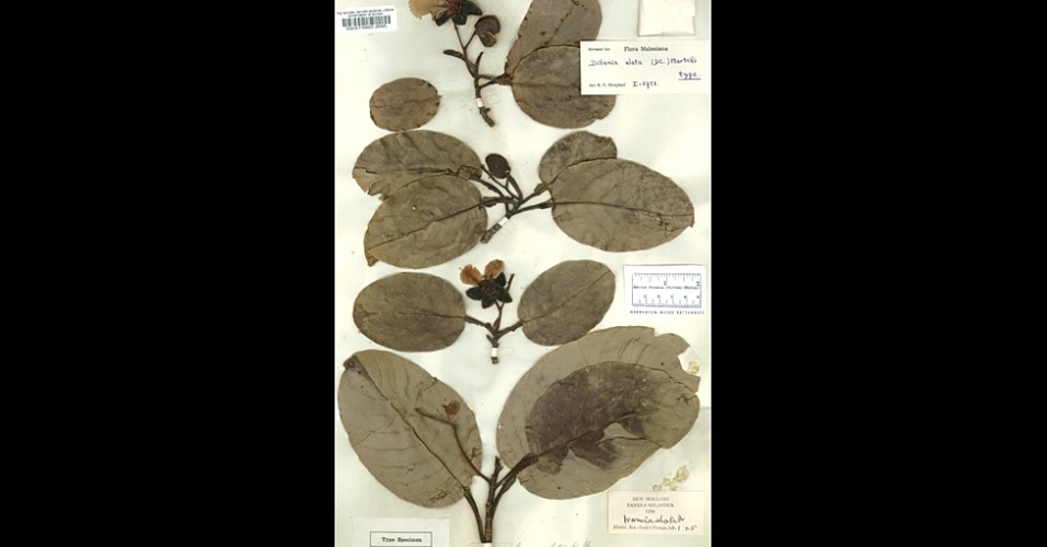 Esta é uma amostra de plantas coletadas pelo cientista pioneiro Joseph Banks numa viagem à Austrália em 1770 - Natural History Museum
