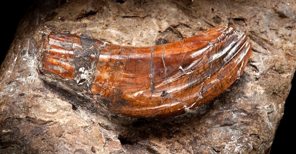 Este é o primeiro dente de dinossauro já encontrado - tem 137 milhões de anos. Ele deu aos cientistas pistas a respeito dos primeiros répteis gigantes que viveram na Terra - Natural History Museum