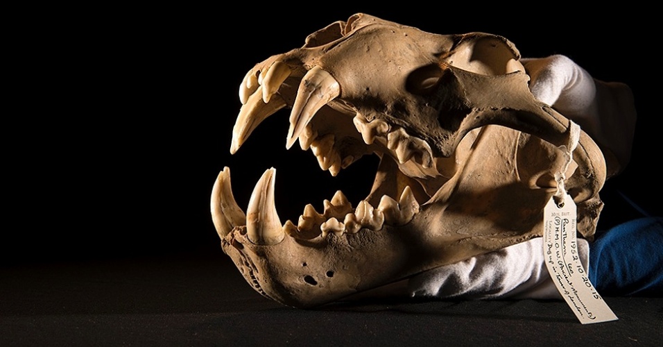 Este esqueleto pertenceu a um leão norte-africano que viveu na Torre de Londres no século 14. Fazia parte da coleção de animais da monarquia britânica - Natural History Museum