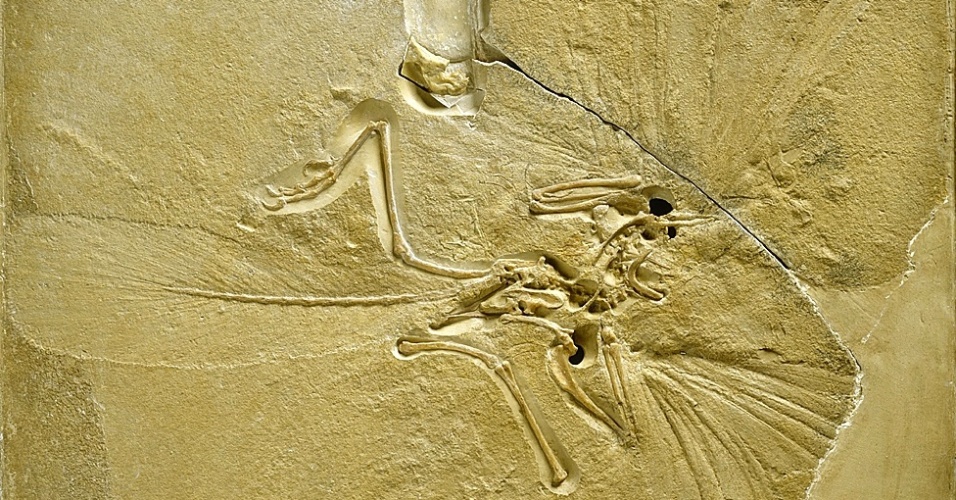 Este fóssil de arqueópterix é o mais valioso da coleção do museu - tem cerca de 147 milhões de anos. Contém restos da primeira ave de que se tem notícia e é um famoso exemplo da evolução posta em prática - Natural History Museum