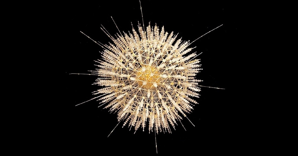 O Museu de História Natural de Londres escolheu 22 objetos, de um acervo de mais de 70 milhões, que são considerados seus principais "tesouros". Essas espécies raras serão expostas em uma nova galeria permanente. Entre elas está este modelo de vidro, um dos raros exemplares feitos pela família Blaschka entre 1886 e 1889. O modelo representa um ser unicelular chamado de radiolário - Natural History Museum