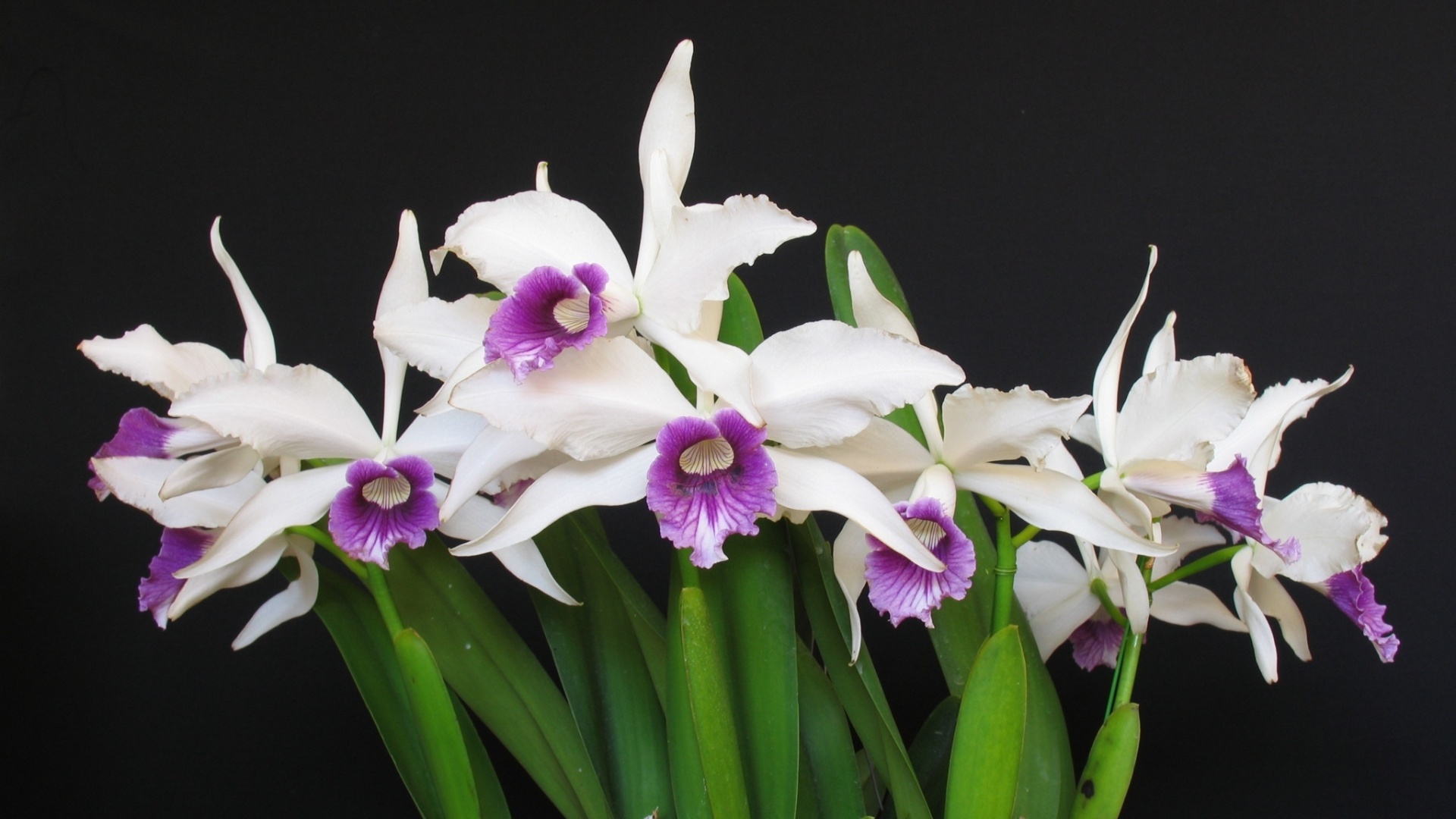 Laelia purpurata roxo-violeta - AOSP/ Divulgação