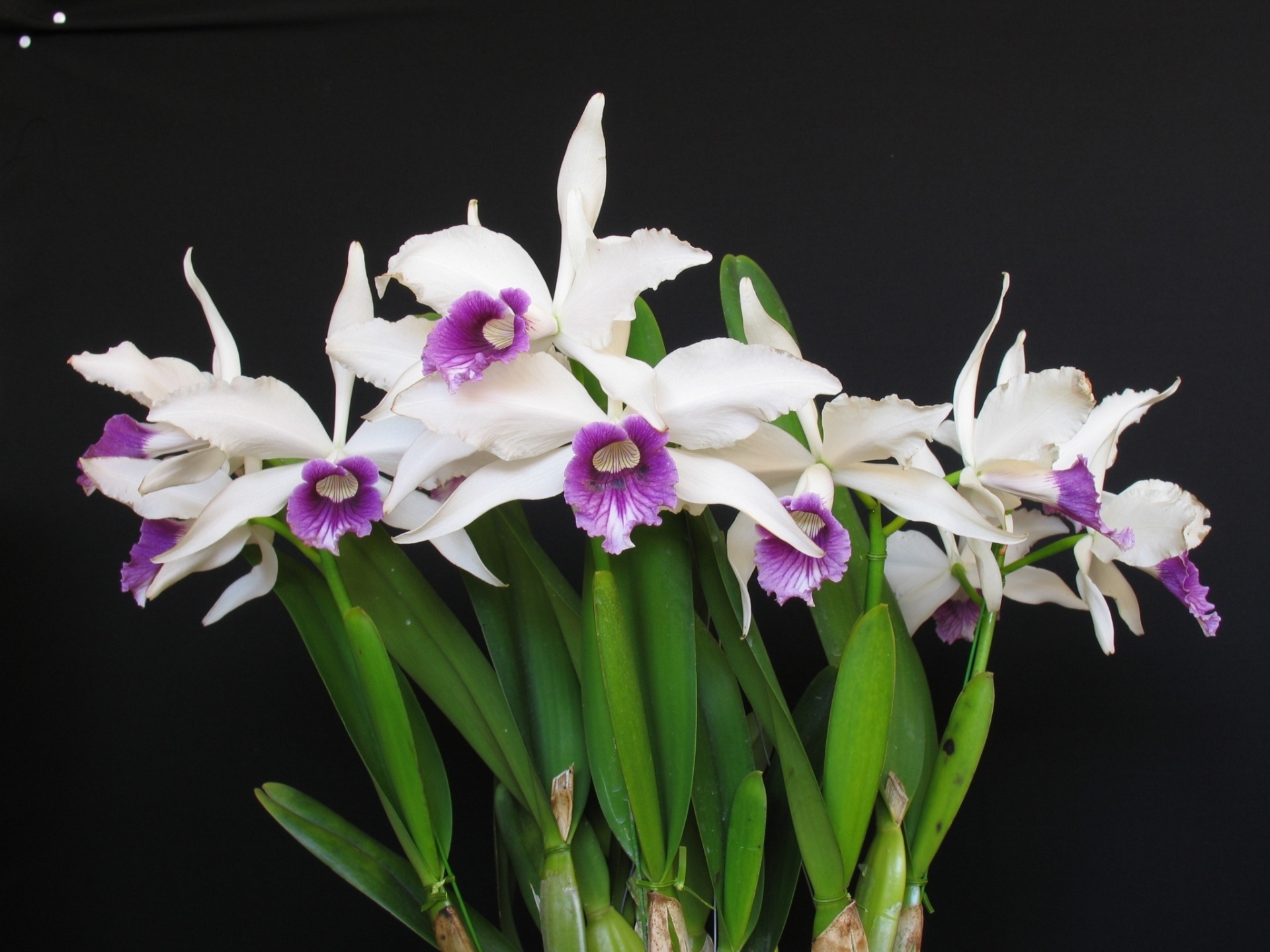 Laelia purpurata roxo-violeta - AOSP/ Divulgação