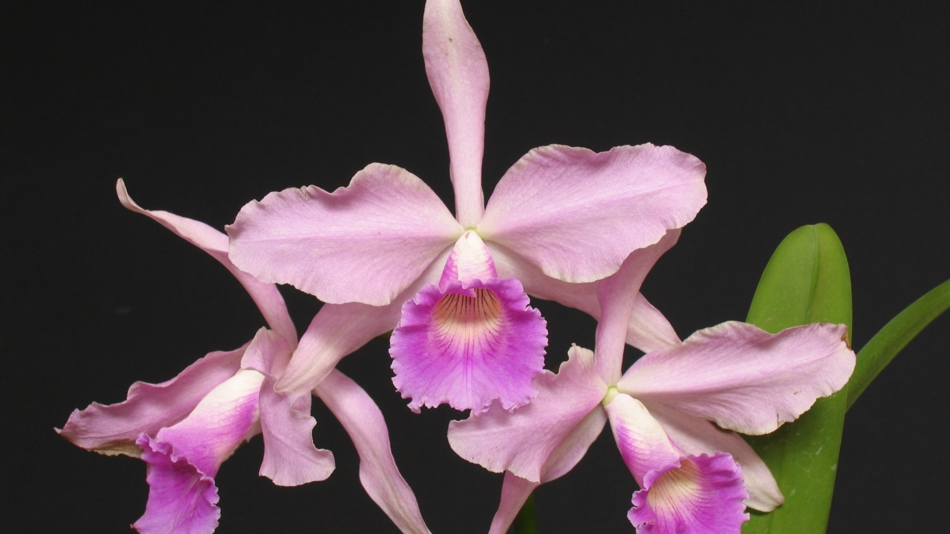 Laelia purpurata russeliana - AOSP/ Divulgação