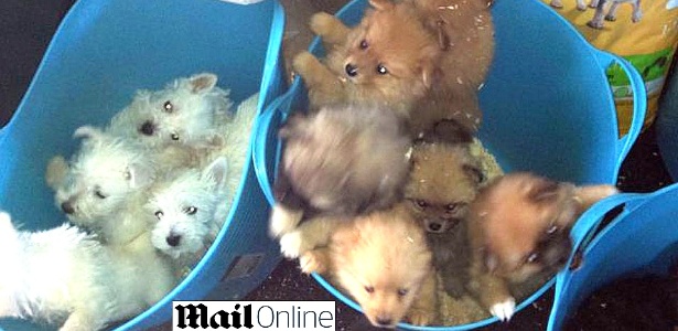 Os policiais investigam se os filhotes seriam vendidos pela internet - Reprodução/Daily Mail
