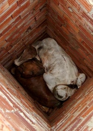 Vacas esperam resgate em buraco com 3,5 metros de profundidade em Goiás - Divulgação/Corpo de Bombeiros GO