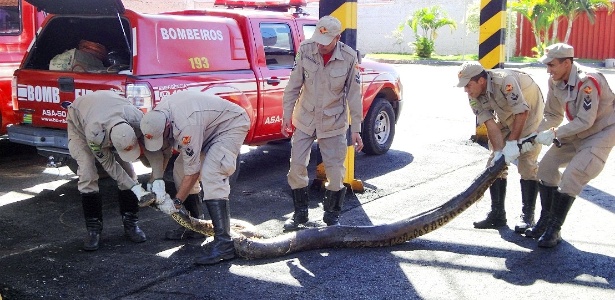 Cobra sucuri de seis metros de comprimento é encontrada em Bela Vista de Goiás. Para retirar o réptil do local, foram necessários oito homens do Corpo de Bombeiros. Veja esta e outras imagens do dia  - Divulgação