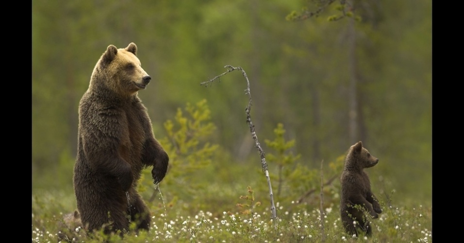 Os ursos marrons (como estes, da Finlândia) estão entre os maiores carnívoros da Terra. Eles caçam sozinhos, exceto durante eventos sazonais - caso da época de desova de salmões, quando muitos ursos são vistos juntos. Os animais passam metade de sua vida hibernando