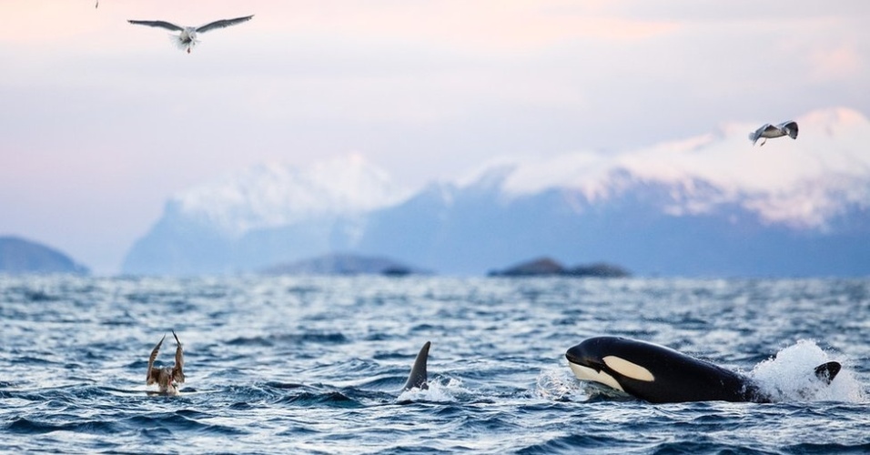 12.dez.2012 - As baleias orca e aves marinhas também se juntam à caçada. A área de caça das baleias pode ter mudado nos últimos anos, pois grandes concentrações de arenque, alimento importante destes animais, se movem pelos fiordes