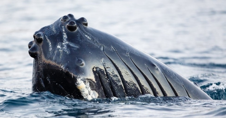 12.dez.2012 - Baleias jubarte foram para a costa na região norte da Noruega para se alimentar. Centenas delas foram vistas pela primeira vez perto de Tromso, em 2010, mas o número tem aumentado, segundo o fotógrafo Espen Bergersen, que clicou os mamíferos marinhos