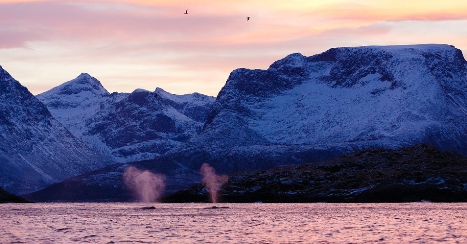 12.dez.2012 - Cerca de mil baleias jubarte se alimentam nos Mares da Noruega e de Barents durante o verão do Hemisfério Norte, antes de iniciar a imigração para a procriação no Oceano Atlântico