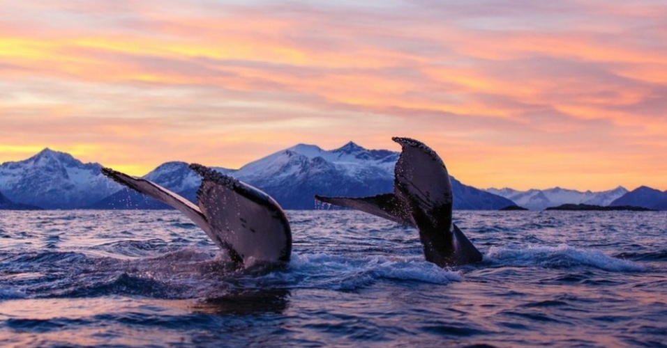 12.dez.2012 - Fazer as fotos das baleias pode ser complicado. Segundo Bergersen, apesar do tamanho, elas são imprevisíveis. 'Você nunca sabe quando elas vão para a superfície'