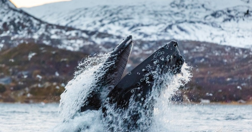 12.dez.2012 - 'Os sons da respiração das baleias pelos fiordes pode ser intenso. Você pode até sentir o cheiro delas. Cheira a peixe podre', contou Bergersen