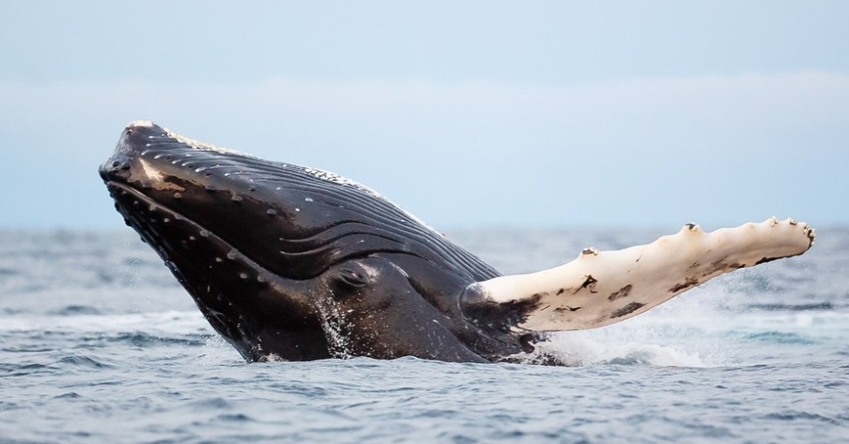 12.dez.2012 - 'Se você estiver no lugar certo, pode ver os arenques pulando e alimentando as baleias a apenas dez metros da terra', afirmou Bergersen, que fez esta foto da praia