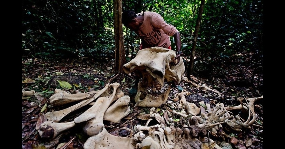 13.dez.2012 - Tráfico de animais rende cerca de R$ 39 bilhões por ano, diz WWF