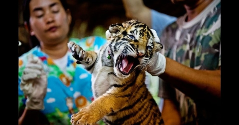 13.dez.2012 - Tráfico de animais rende cerca de R$ 39 bilhões por ano, diz WWF