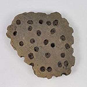 Fragmento de pote de barro encontrado na Polônia prova que o homem pré-histórico já produzia queijo  - Divulgação/Universidade de Bristol