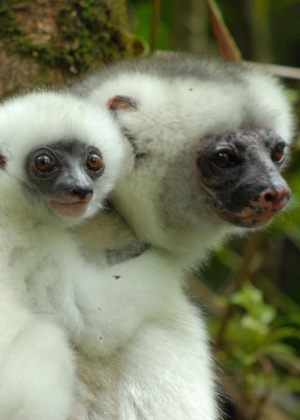Os primatas que habitam as florestas de Madagascar, na África, estão entre os mais vulneráveis, segundo a IUCN. A espécie Propithecus candidus é alvo de caçadores e da diminuição do seu habitat - Divulgação/ZSL