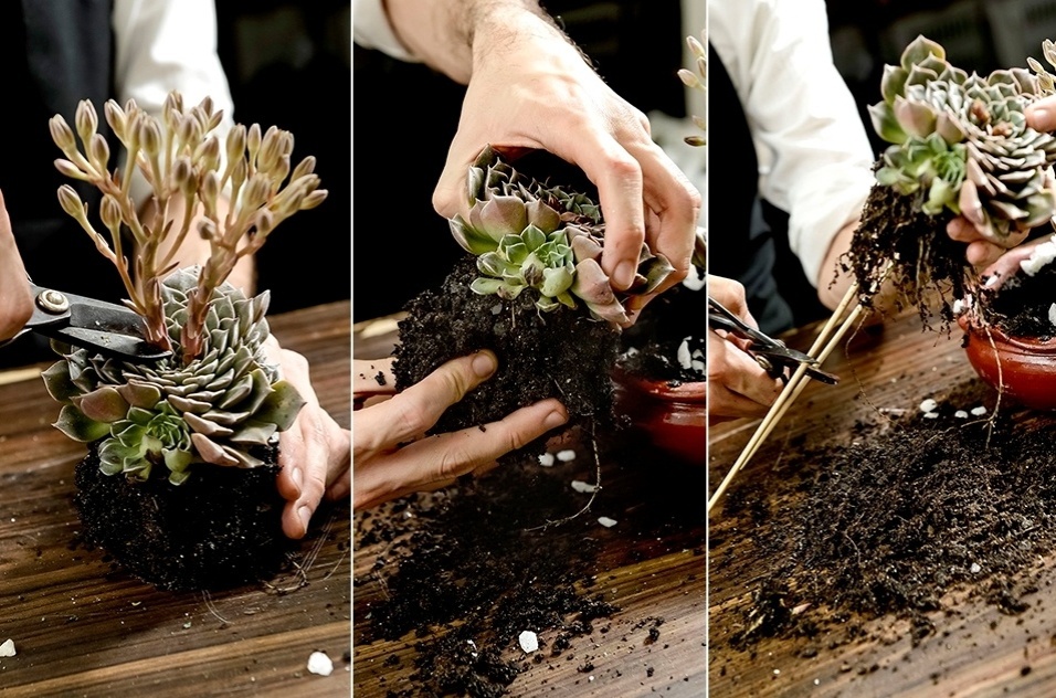 Retire a suculenta do vaso, corte suas folhas, separando-as e tire o excesso de terra. Enfie dois palitos na base, cortando-os da mesma altura da guirlanda - Tadeu Brunelli / UOL