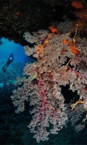 14.dez.2012 - Peixes, moluscos, crustáceos, corais e outras espécies marinhas criam um frondoso "teatro de vida e cores" neste ensaio do fotógrafo curitibano Marcelo Krause