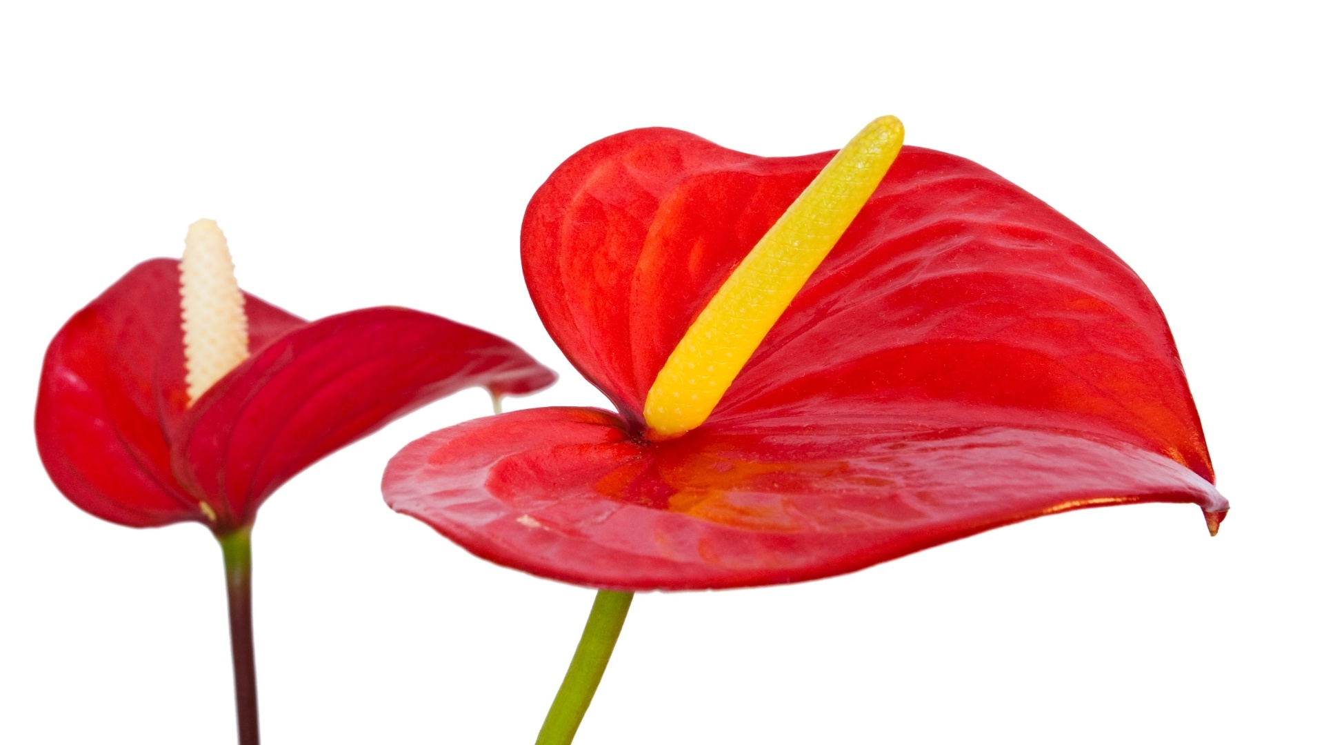 Antúrios vermelhos (Anthurium andraeanum) também podem compor belos arranjos para decoração natalina, seja em centros de mesa, seja em vasos maiores para ornamentar a casa, junto com velas e pinhas douradas, por exemplo - Getty Images