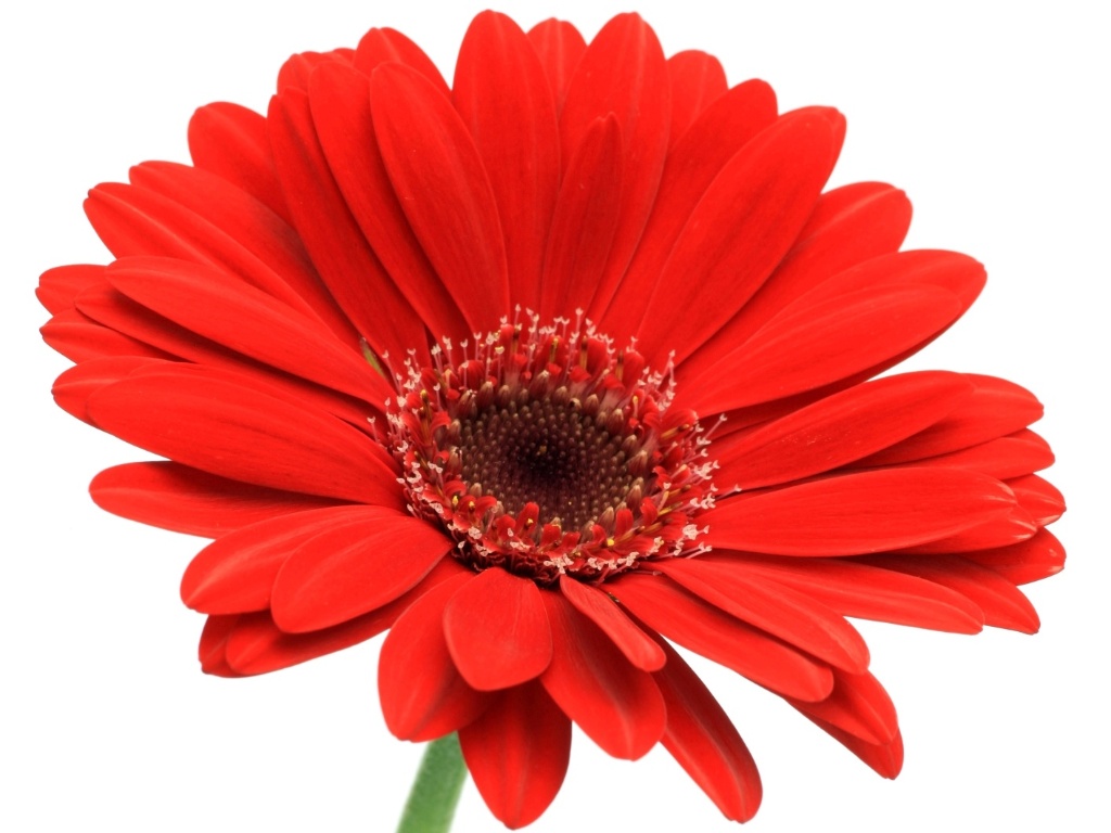 Com cores vibrantes, as gérberas (Gerbera hybrida) podem ser utilizadas em arranjos simples, com flores individuais, em duplas ou trio, para um visual mais clean. Para o Natal, aposte nas variedades vermelhas - Getty Images