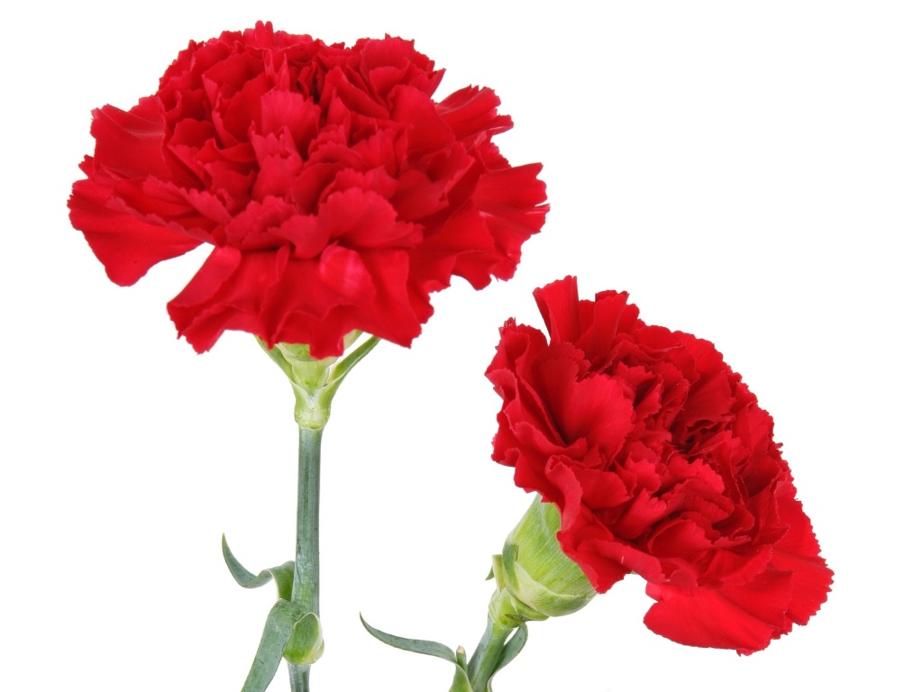 Cravos vermelhos (Dianthus caryophyllus) misturados com pinhas ou mosquitinho (Gypsophilla paniculata, Gypsophilla elegans) podem render belos arranjos florais, de diferentes portes, para decoração natalina - Getty Images