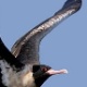 Chaiwat Chinuparawat/Oriental Bird Images/Divulgação