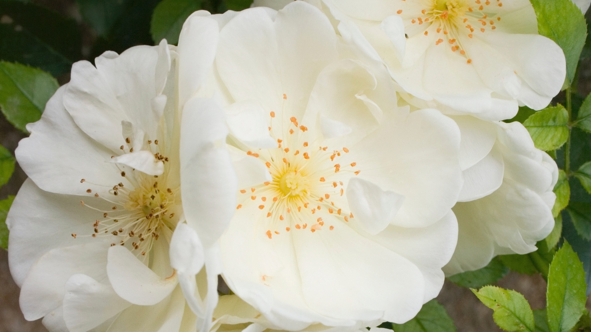 Muito utilizadas em buquês de noivas, as branquíssimas camélias (Camellia japonica) podem ser aproveitadas em arranjos de pequeno e médio porte para ornamentar a mesa e outras áreas da casa. Embora sejam bastante duráveis, devem ser manipuladas com cuidado - Getty Images