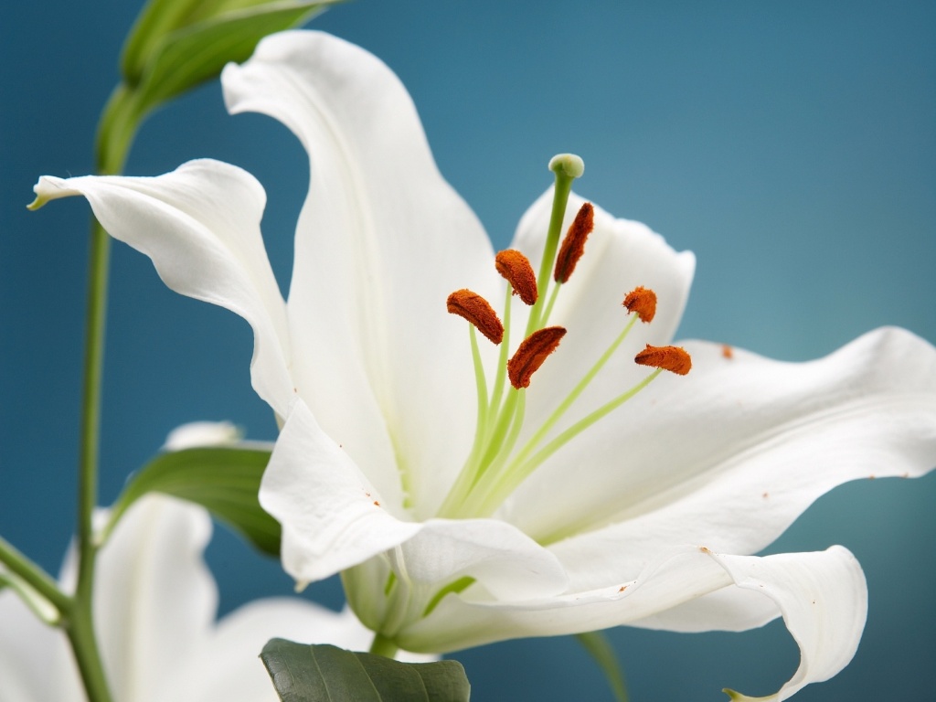 Para a chegada do Ano-Novo, a tradição de usar branco pode ser seguida na decoração com o uso de arranjos compostos por lírios (Lilium sp). Para aparadores e mesas laterais, a dica é usar essas flores em cachepôs ou em vasos de vidro altos, junto com folhagem discreta, como junco (Juncus effusus) e tango (Solidago canadensis) - Getty Images