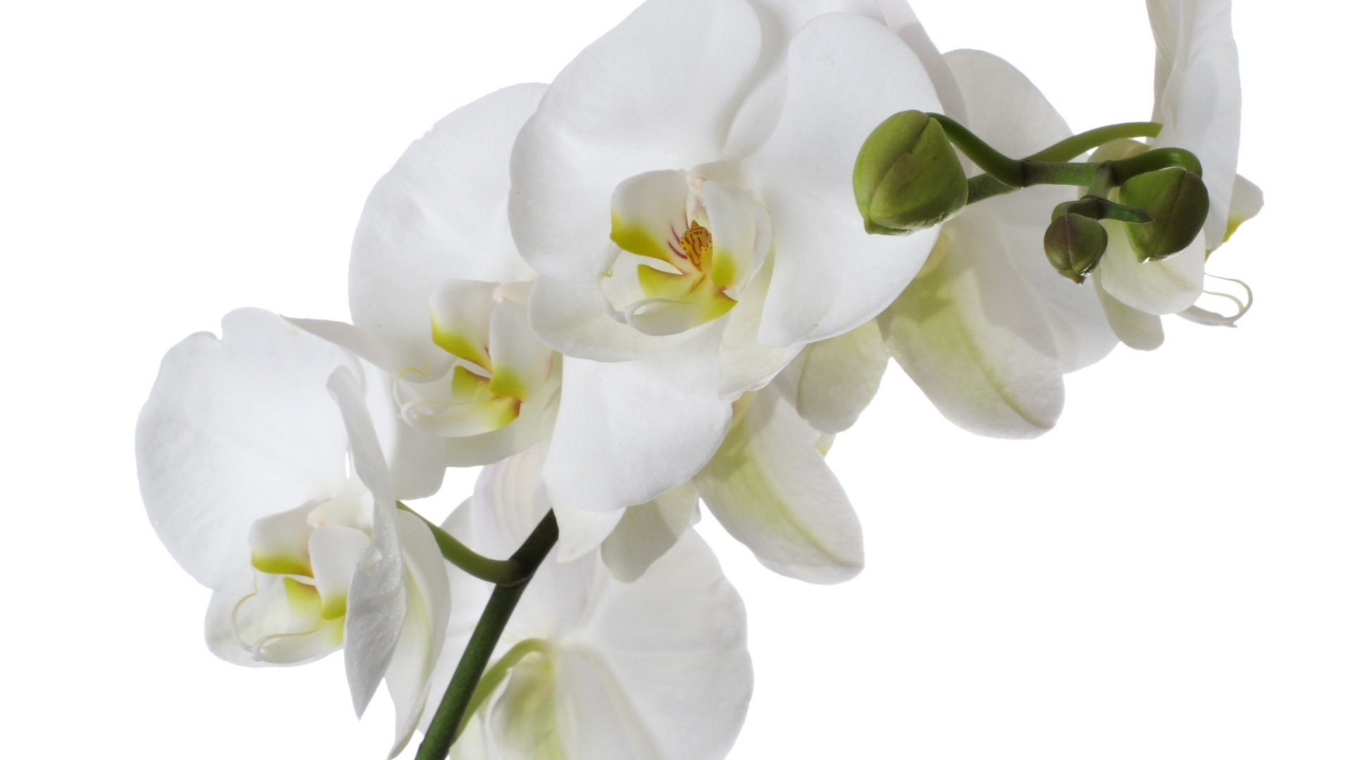 Sofisticadas, as orquídeas são esculturais e valorizam qualquer decoração. Para as festas de fim de ano, a sugestão é investir nas espécies brancas, como a falenópsis (Phalaenopsis x hybridus), que formam um bonito contraste com móveis e vasos escuros - Getty Images