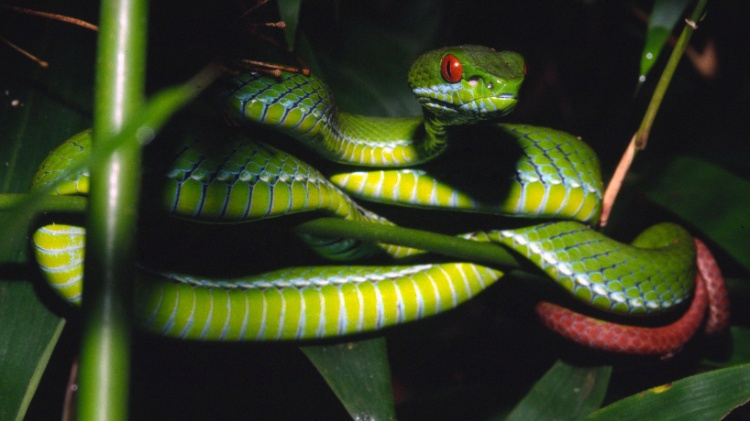 18.dez.2012 - Esta víbora olhos de rubi ("Trimeresurus Rúbeo") foi descoberta nas florestas de Ho Chi Minh, no sul do Vietnã. A WWF (Fundo Mundial para a Natureza, na sigla em inglês) divulgou nesta terça-feira (18) a descoberta de 126 espécies desconhecidas na região do rio Mekong, na Ásia - Peter Paul Van Dijk/WWF/AFP - Peter Paul Van Dijk/WWF/AFP