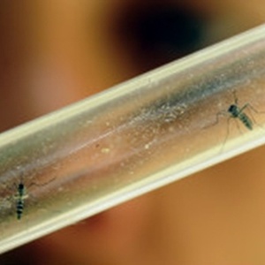 Espécie invasora de mosquito pode ameaçar ecossistema da Antártida - AFP