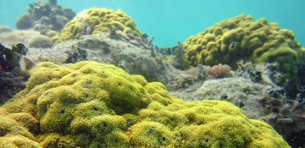 Grande Barreira de Corais pode entrar na lista de patrimônios mundiais ameaçados, afirma ONU - Louis Wray / Creative Commons